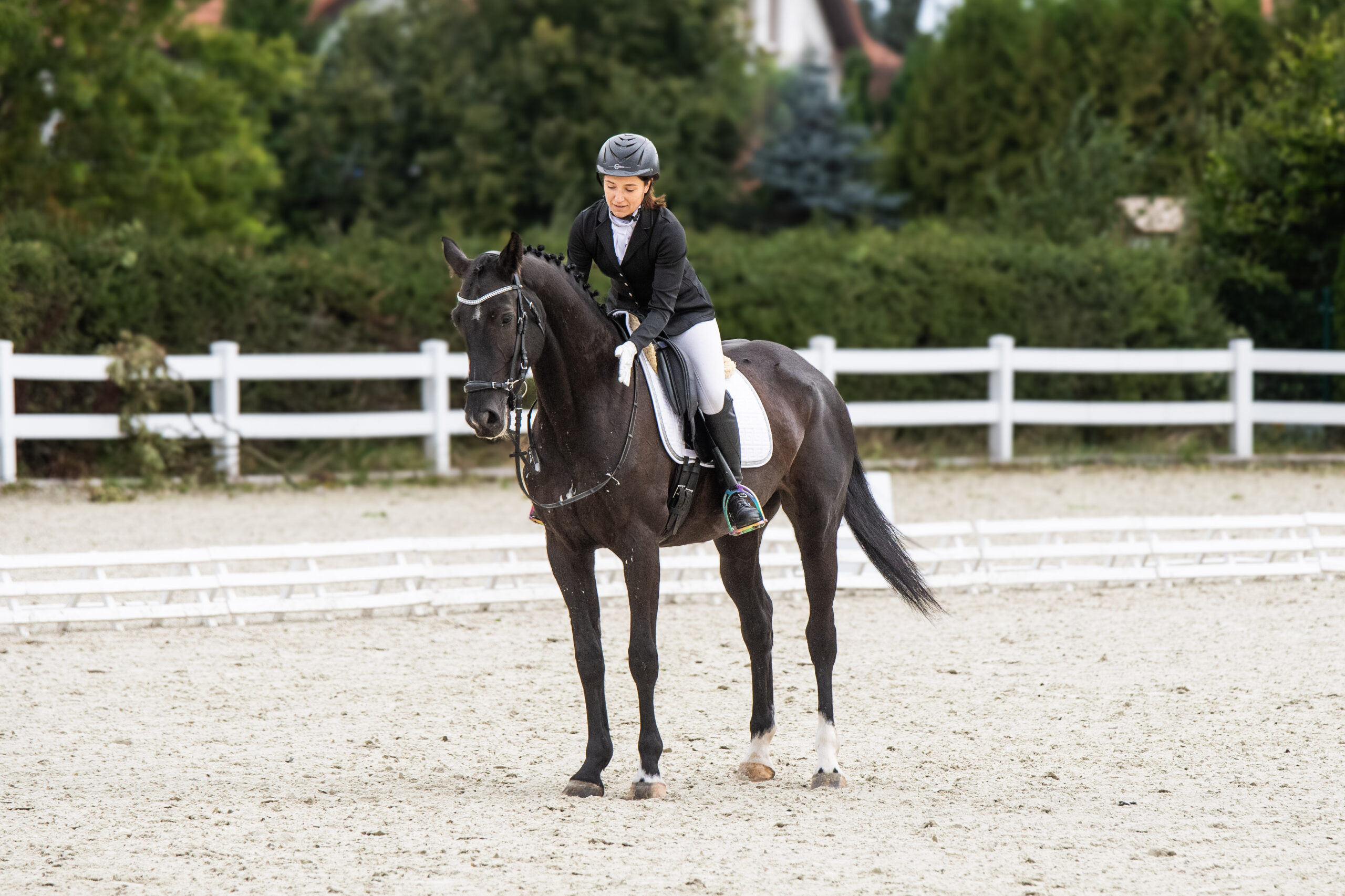 Sw Riding Trainer Saddle Fitting School - Professional Online Course